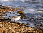 Sanderling