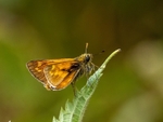 Large Skipper