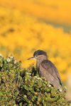 Black-crowned Night-Heron (juvenile), Carcass Island, Falklands