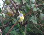 07 Blue tit (a)