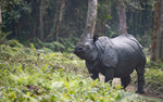 Rhino