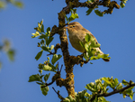 Chiffchaff