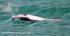 NZ019: Hector's dolphin