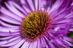 Flower- 7095