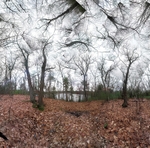 Pond in November (Walden Pond State Reservation)
