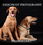 equiscot1681