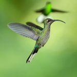 Violet Sabrewing portfolio