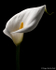 Arum Lily (02)