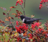 Male Ring Ouzel
