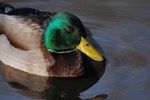Mallard