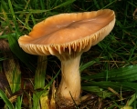 Meadow Waxcap (01)