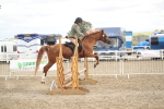 SBM_17853