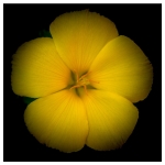 Studio Flowers - 1