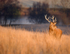 Red Deer Stag