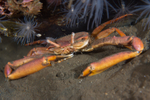 Goneplax rhomboides