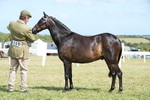 Class 69: NPS Show Pony 4 years and over portfolio