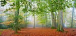 Autumn mists in the New Forest EDC247