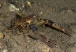 Galathea squamifera