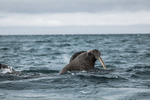 Walrus 8662