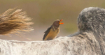 Yellow Billed Oxpecker