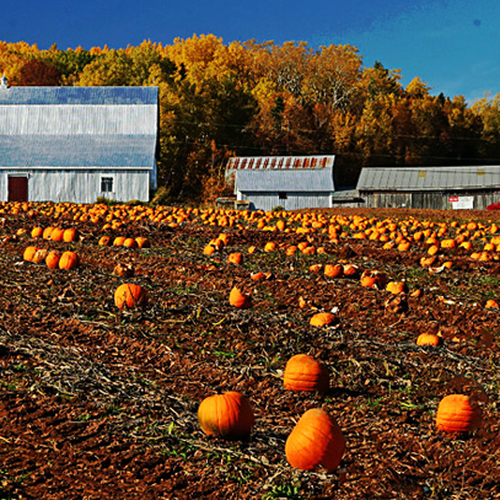 Pumpkins ready for market in rural Kings County NB