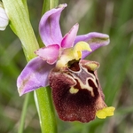 Apennine Late Spider orchid (Ophrys dinarica also Ophrys fuciflora ssp dinarica and O. holoserica ssp dinarica). 