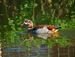 Egyptian Goose