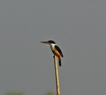 Black Capped Kingfisher