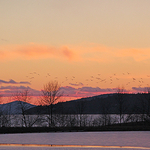 Seagulls at Sunset