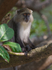 Vervet Monkey sat in a tree at Cape Vidal
