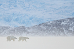 Male Polar Bear following female, Svalbard, Norway