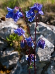 Columbine (Blue)
