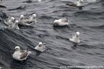 SBF017: Tilty fulmars