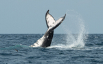 Humpback whale