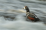 Harlequin Duck (male), fast water, River Laxa, Iceland