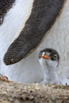 Gentoo Penguin chick by adult wing, Sea Lion Island, Falklands