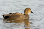 Gadwall