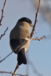 Bullfinch (female) at Otmoor
