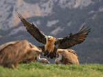 Lammergeier landing near Griffon Vultures, Catalonia, Spain