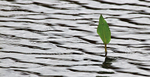Water Leaf_1041