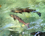 Coho Salmon - 2
