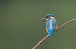 Kingfisher - Alcedo atthis