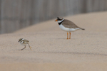 Ringed Plover chick and its mother.  ref 4762