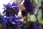 Flowers Set 11 - 21