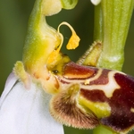 Bee Orchid (Ophrys apifera) showing opportunistic spider ready to trap insect visitors