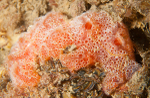 Sidnyum elegans