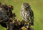 Little Owl