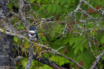 Belted Kingfisher (female) perched on a tree branch