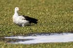 Andean Goose, Rio Putana, Machuca, Chile