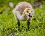 No.0037  Canada Gosling